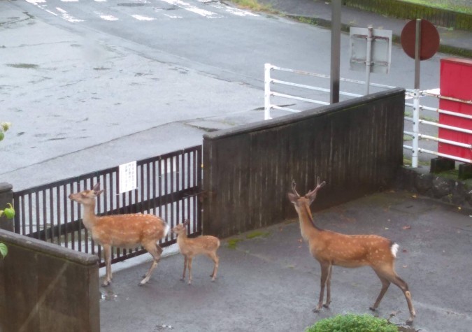 鹿島山北高等学校　群馬県エリア